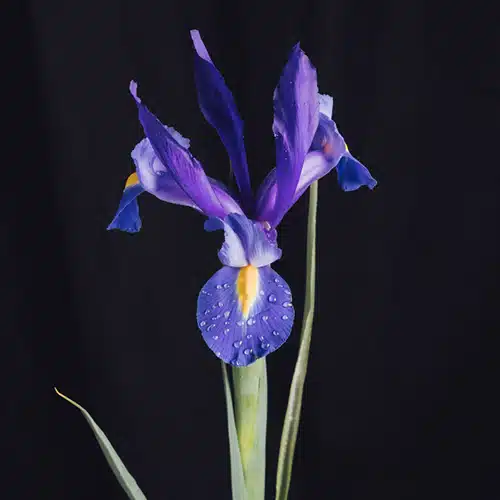 Iris