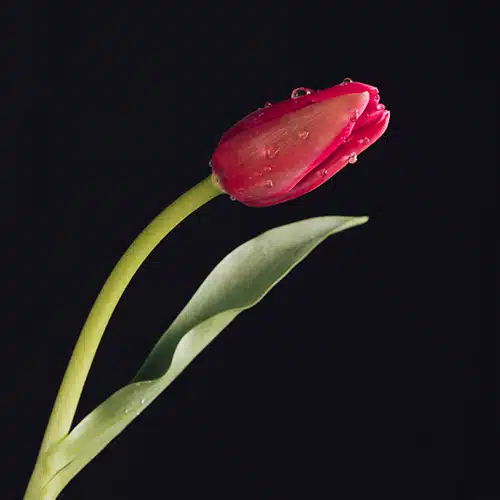 Tulipe rouge